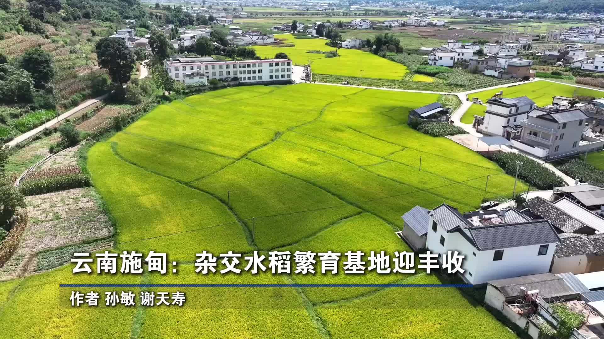 云南施甸：杂交水稻繁育基地迎丰收