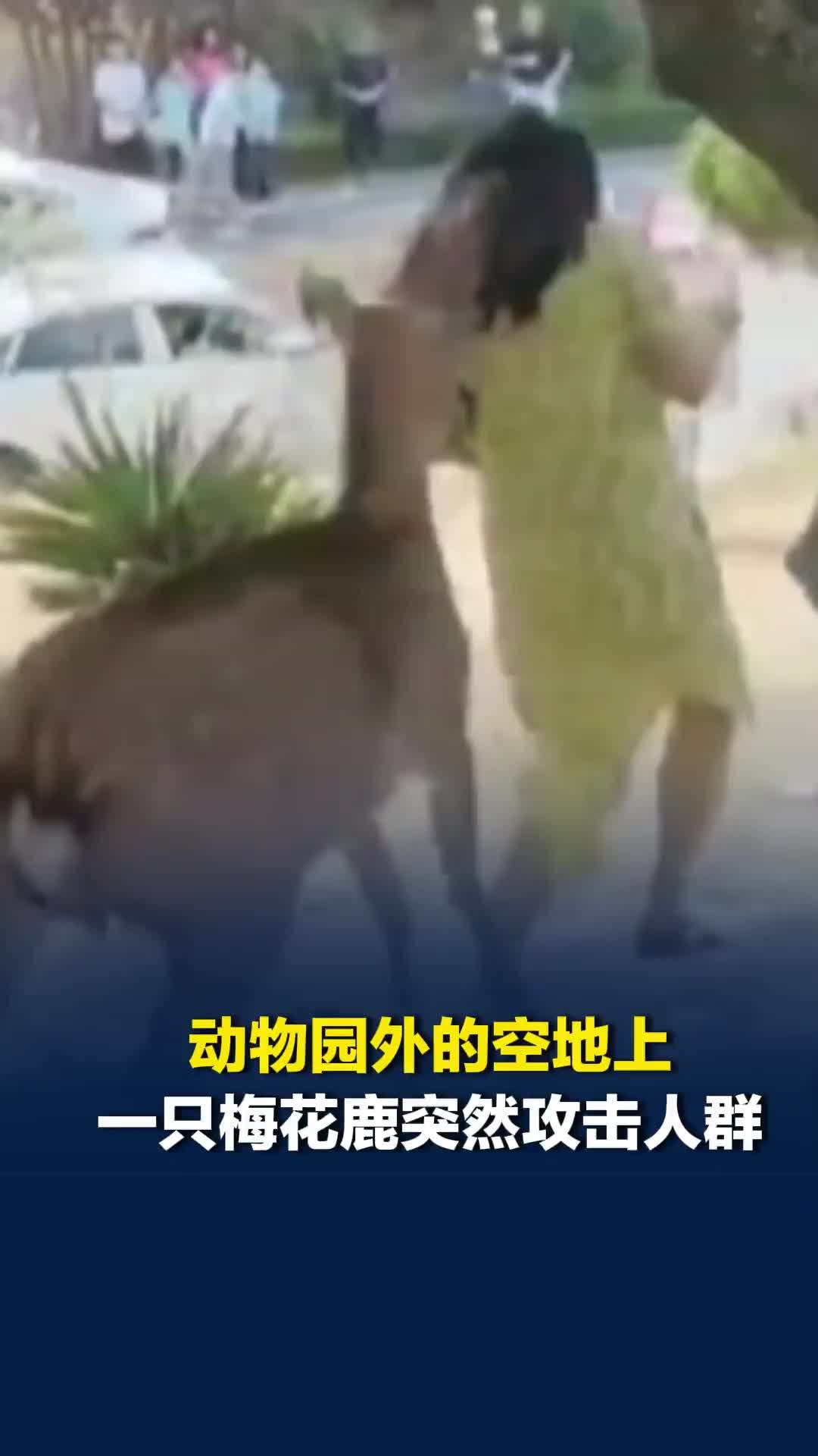 梅花鹿妈妈被投喂的游客挡住视线，找不到小鹿，情急之下攻击人群
