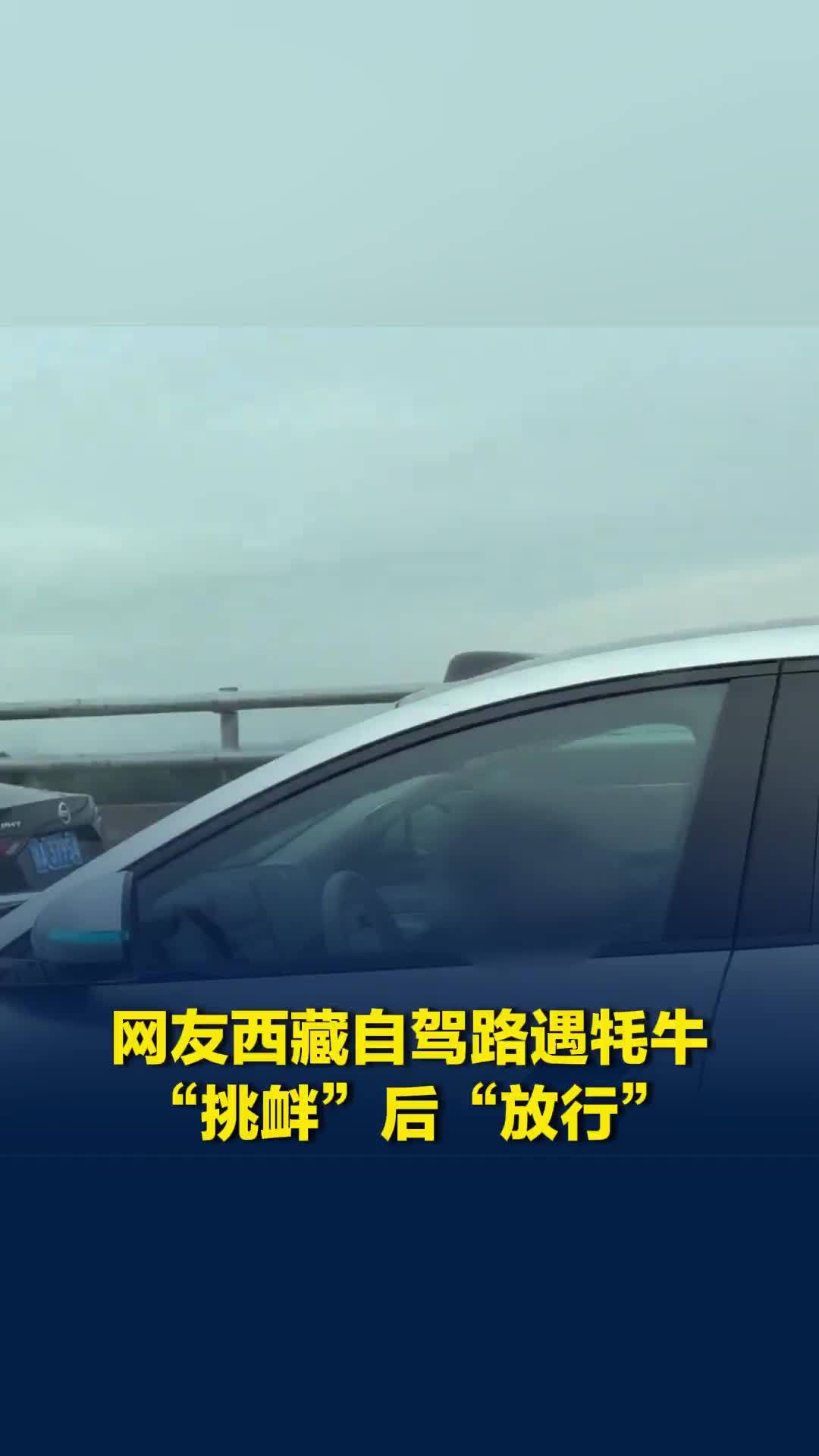 网友西藏自驾路遇牦牛“挑衅”后“放行”，安全提醒：路遇动物，保持距离减速慢行