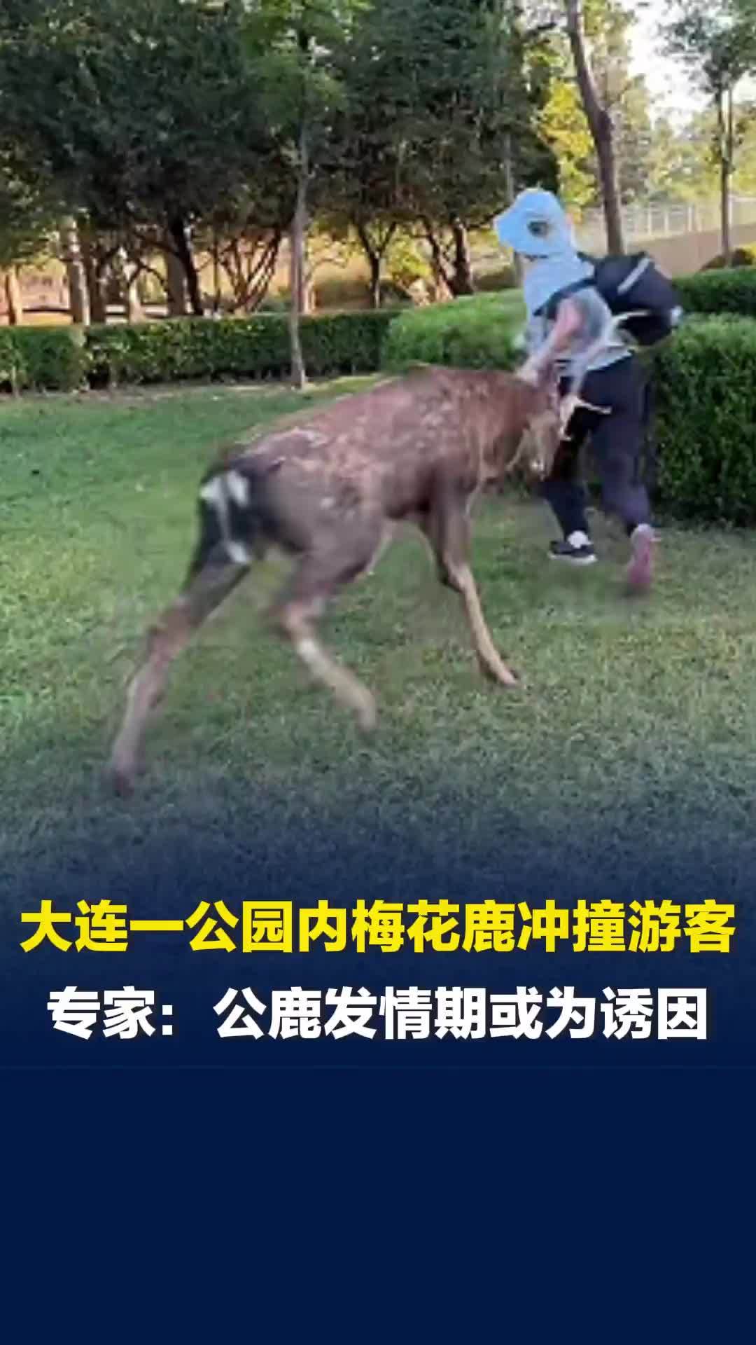 大连莲花山公园内梅花鹿突然冲撞游客，专家：公鹿发情期或为诱因