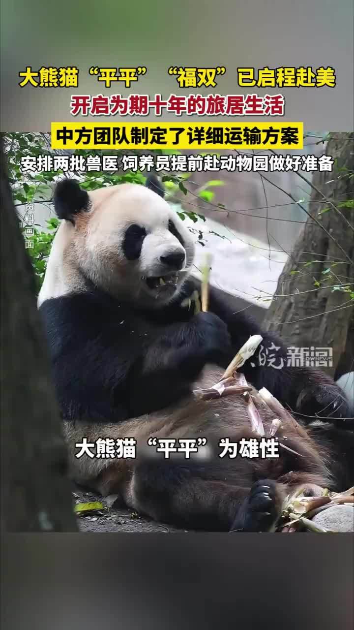大熊猫“平平”“福双”已从成都启程赴美，开启为期十年的旅居生活 #大熊猫平平福双 #媒体原创 #大熊猫平平福双启程赴美