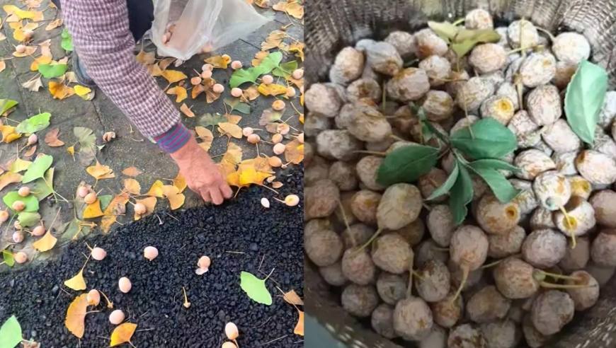 最近街头大量出现，很多人捡回家吃！每年都有人进医院