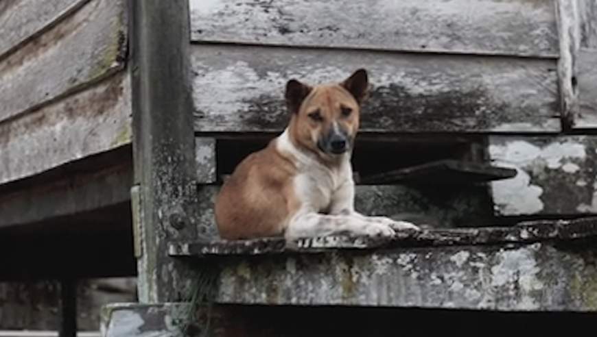 狂犬病十日观察法，很多人都理解错了，有人因此失去生命