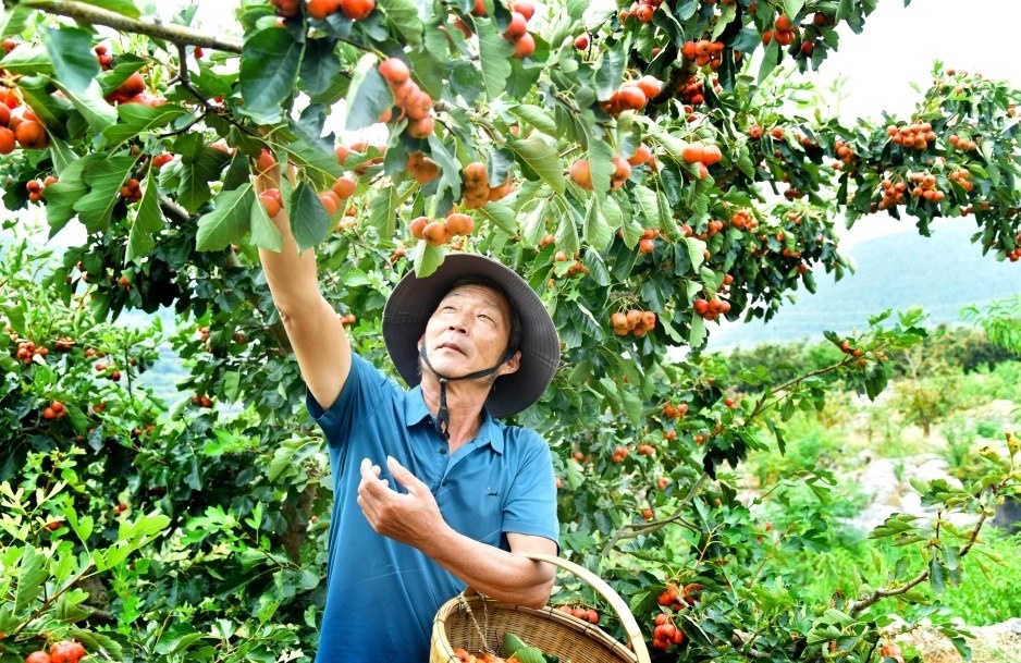 下图：9月20日，在山亭区水泉镇长城村，村民在果园采摘山楂。 （刘明祥 摄）