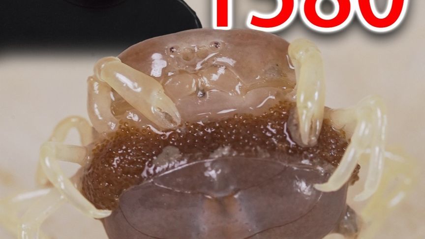 世界上最小的螃蟹，一斤居然要卖1580