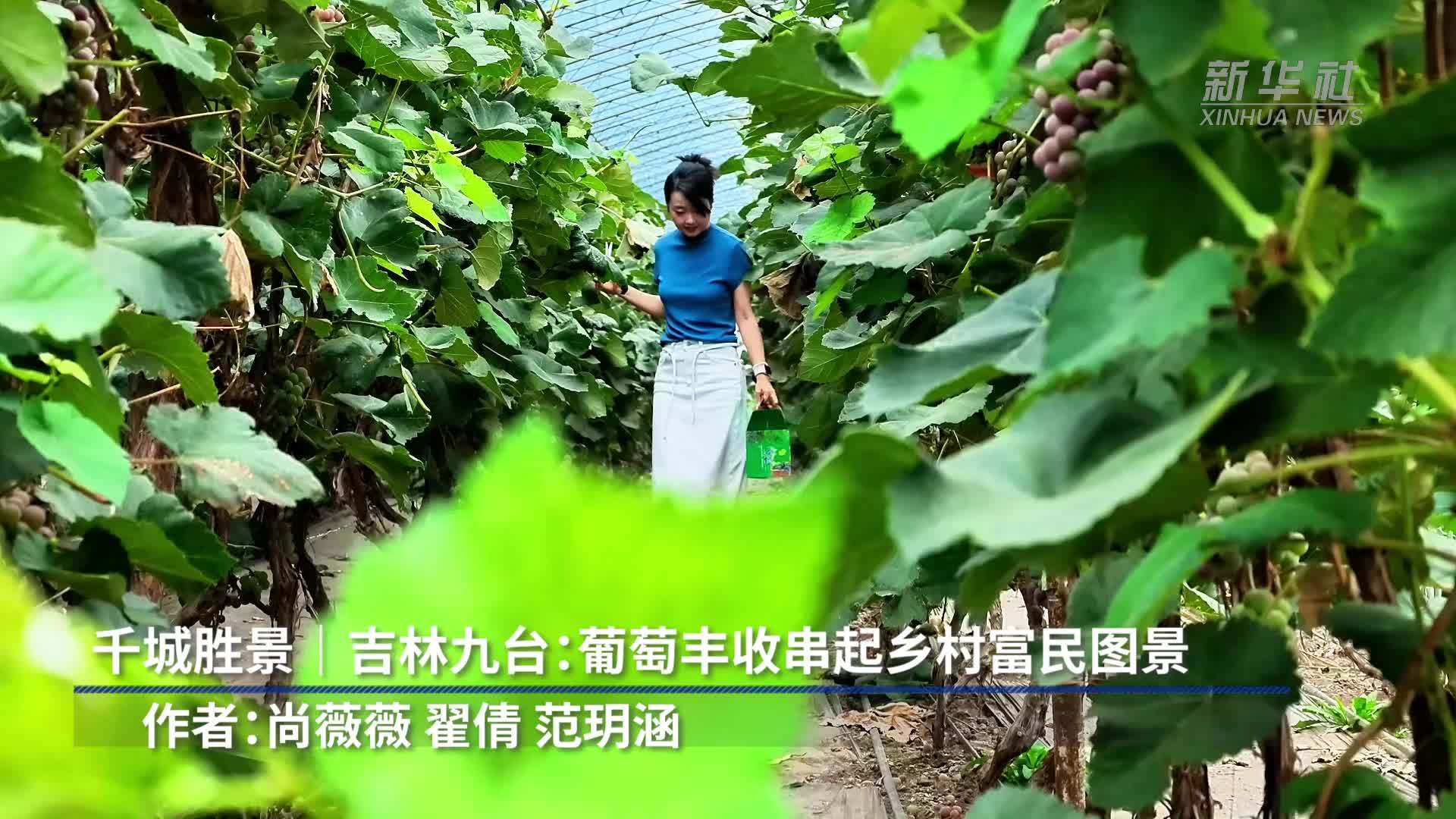 千城胜景｜吉林九台：葡萄丰收串起乡村富民图景