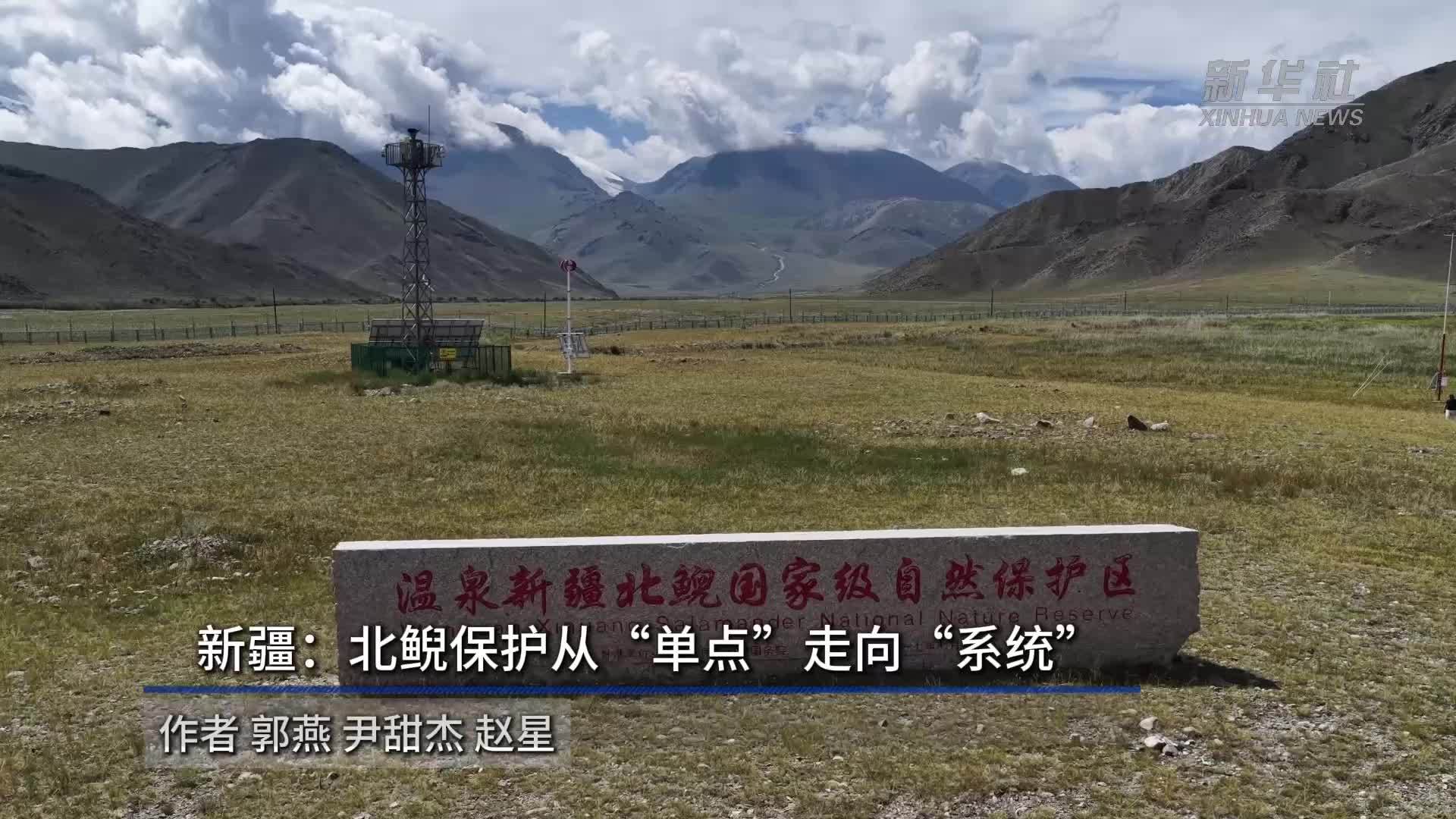 新疆：北鲵保护从“单点”走向“系统”