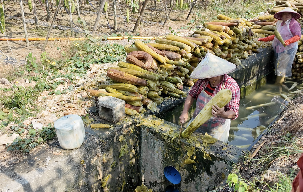 点“络”成金！慈溪-常山丝瓜络山海协作，探出可复制的山区富民路