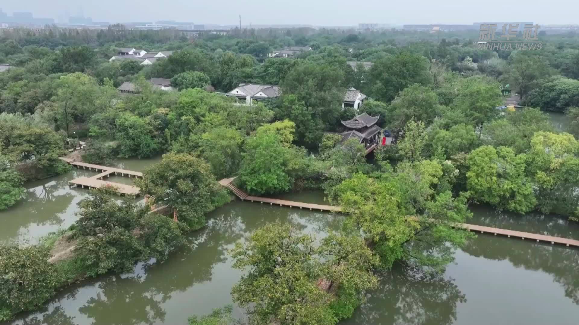杭州西溪湿地7000余株柿树迎来丰收季