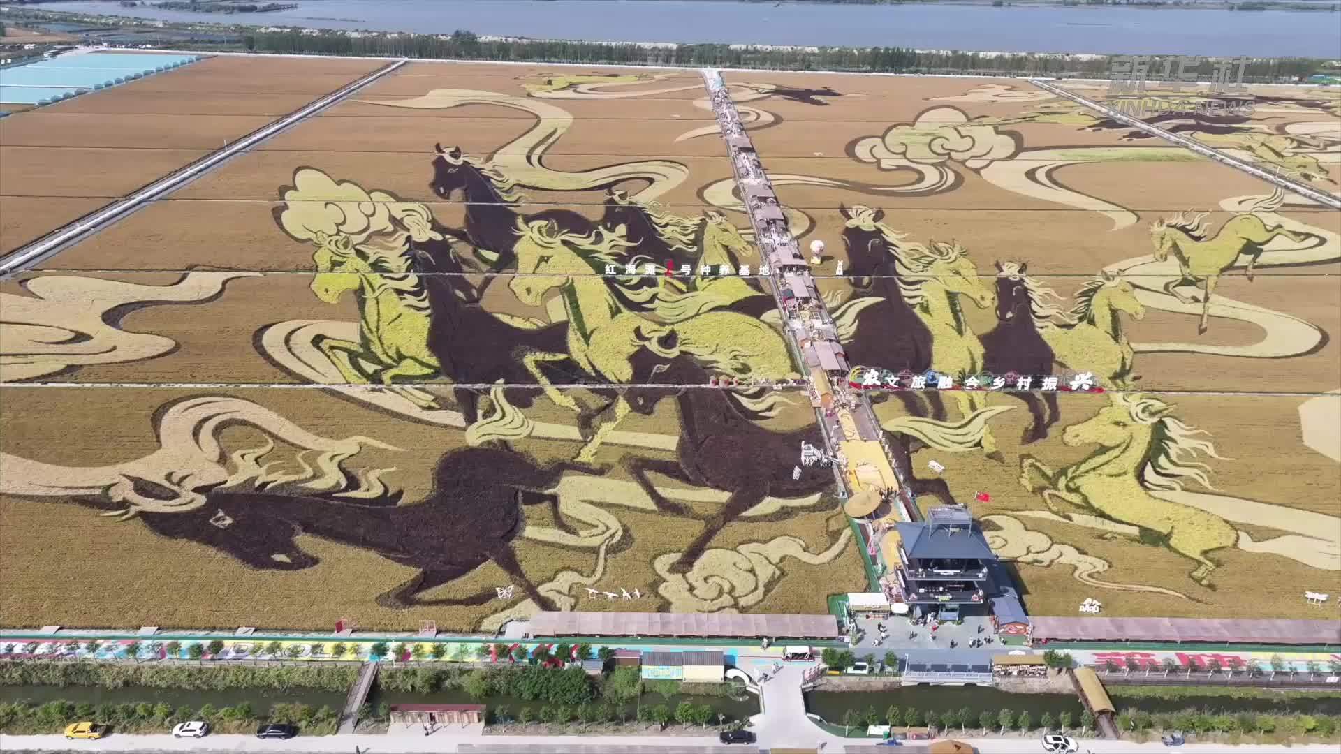 山海有情 秋到辽宁|盘锦：稻田之下河蟹肥