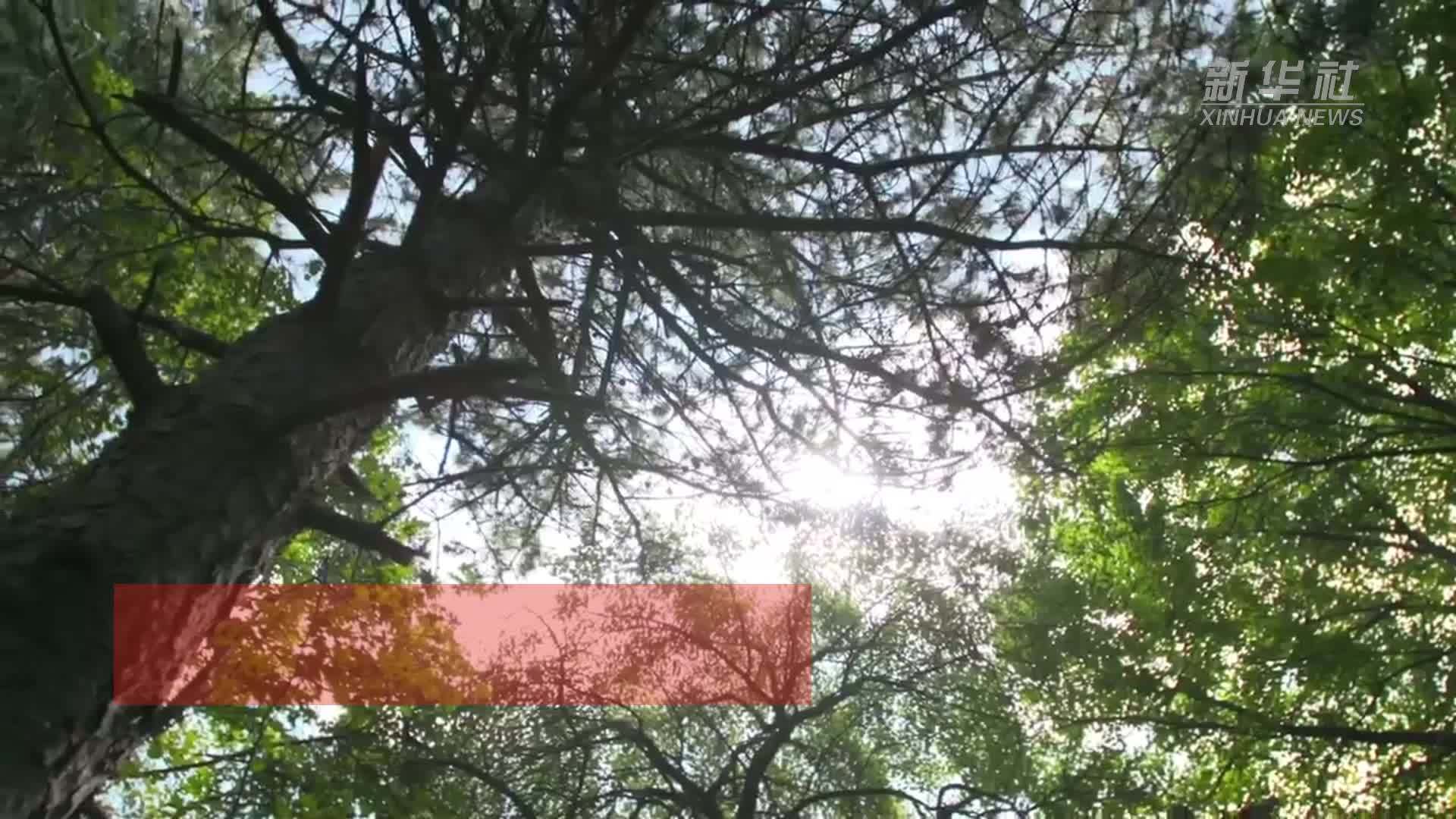 研究揭示真实大气氮沉降使土壤微生物多样性增加