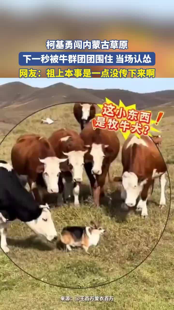 小柯基勇闯内蒙古草原被牛群围住