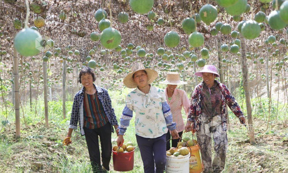 宜春:山地瓜蒌采收忙 富硒产业助振兴(图)