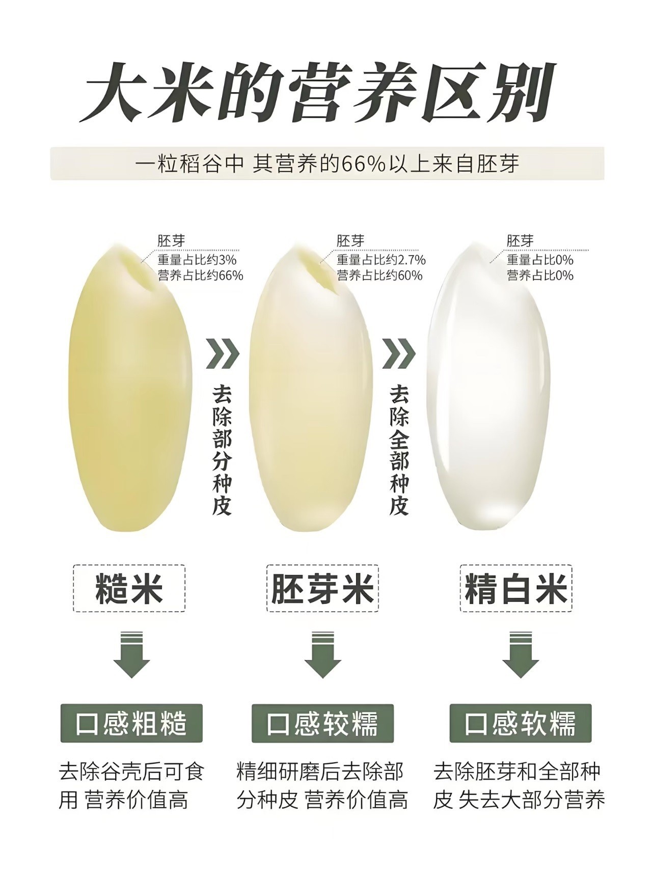 胚芽米.jpg