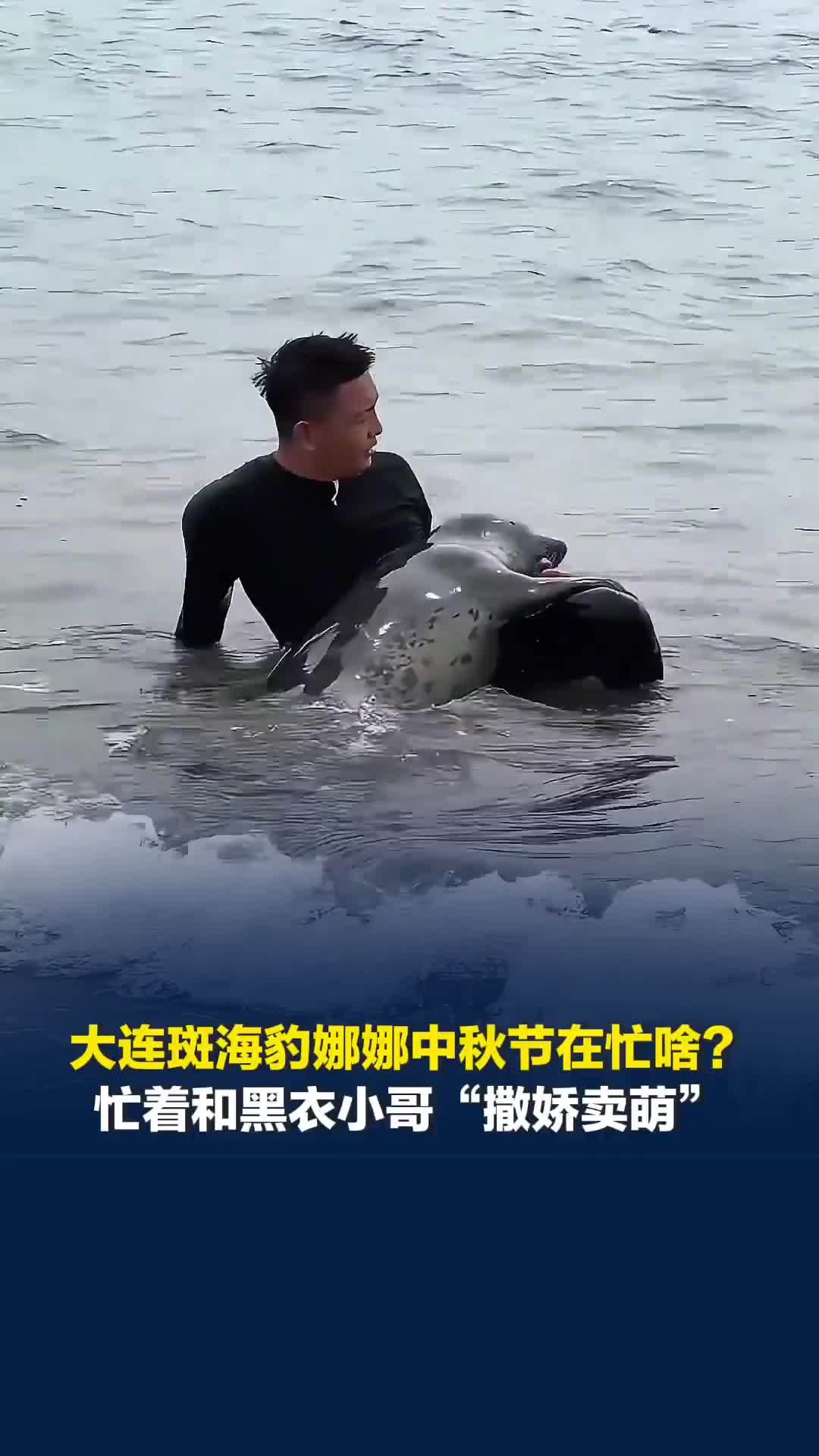 大连斑海豹娜娜中秋节在忙啥？忙着和黑衣小哥“撒娇卖萌”，化身“粘人精”走哪跟哪