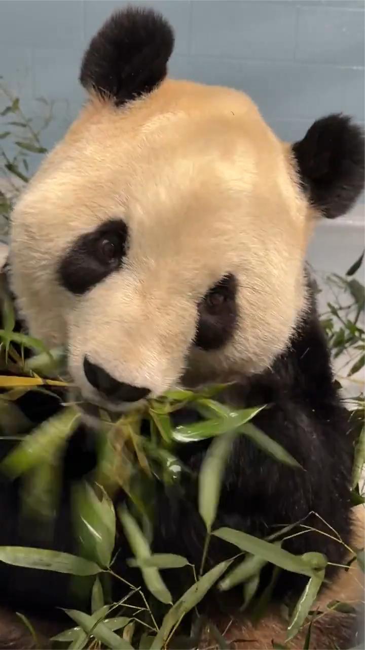 美国驻华大使：家乡佐治亚州迎来两只大熊猫，深感骄傲