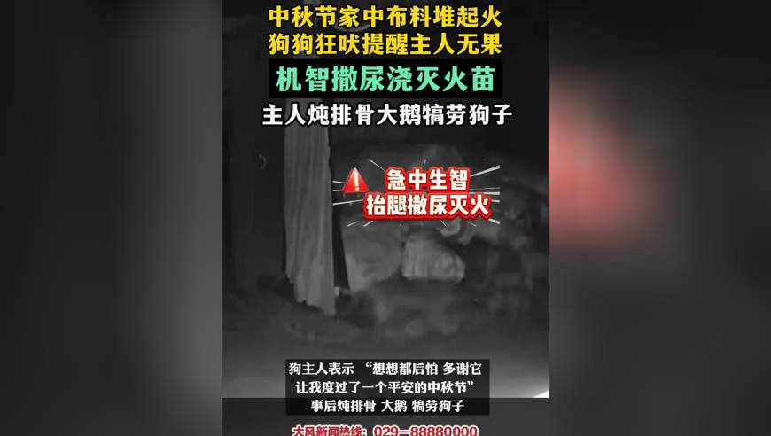 中秋节家中布料堆起火，狗狗狂吠提醒主人无果，机智撒尿浇灭火苗，主人炖排骨大鹅犒劳狗子