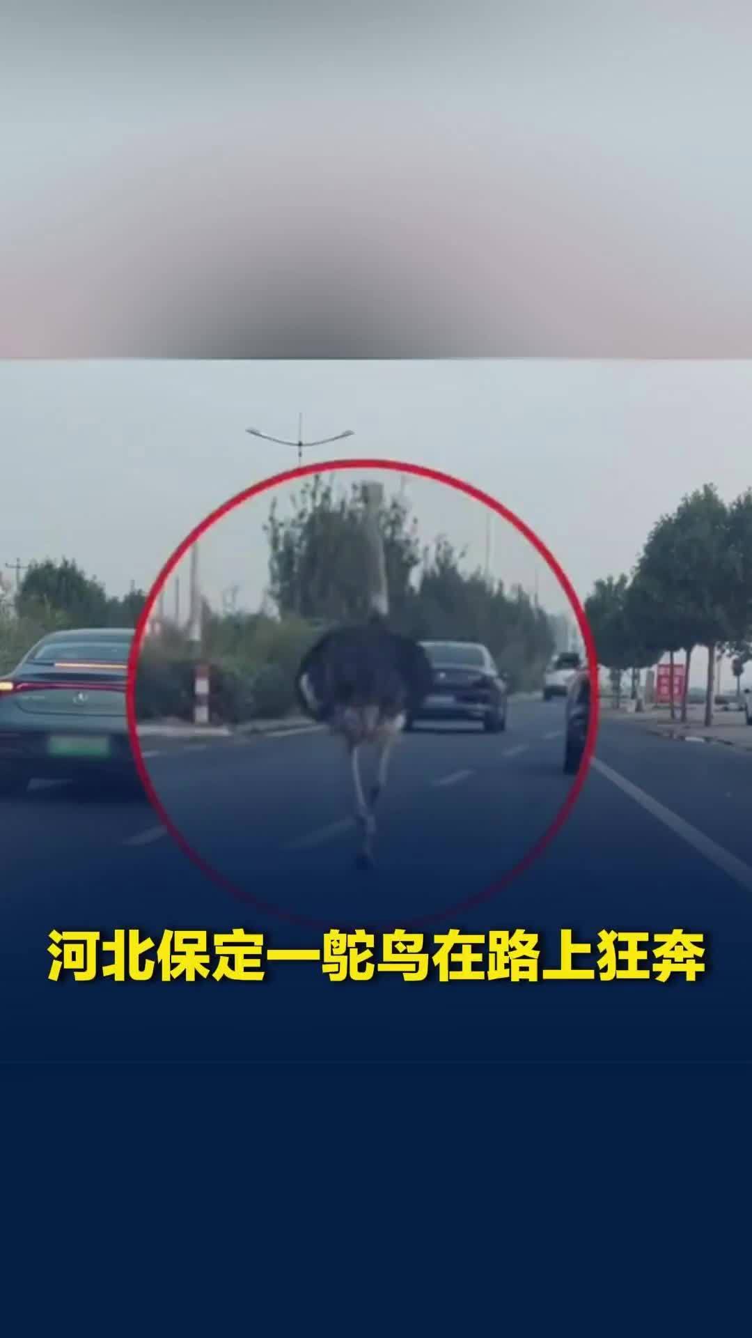 鸵鸟也要赶回家过中秋？河北保定一鸵鸟在路上狂奔，警方：系私人养殖