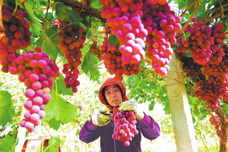 近日，敦煌市七里镇万亩优质葡萄成熟，果农正在采摘。新甘肃&middot;甘肃日报通讯员　张晓亮