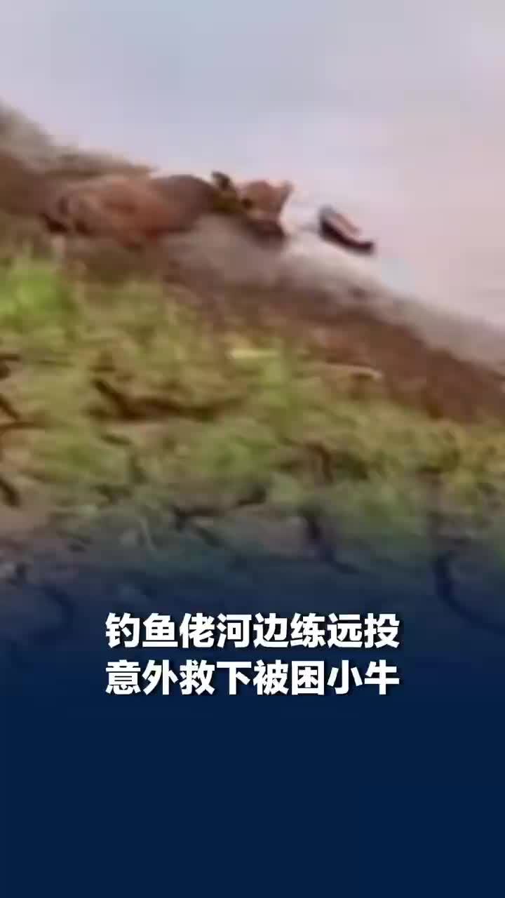 钓鱼佬河边练远投意外救下小牛