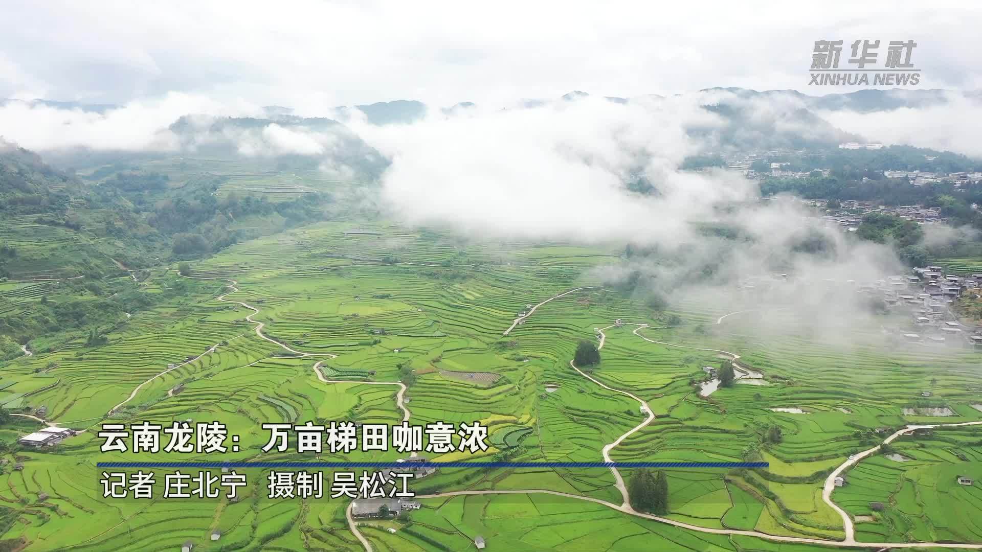文化中国行｜云南龙陵：万亩梯田咖意浓