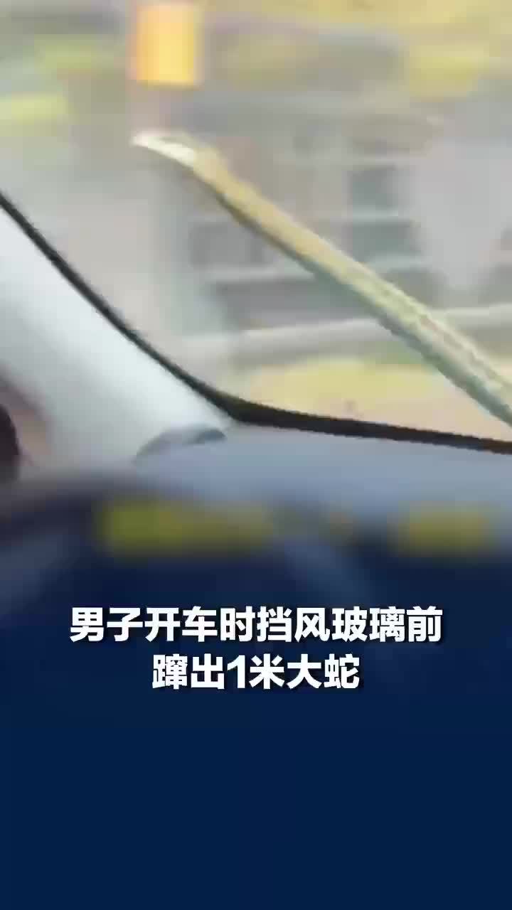 开车时挡风玻璃前蹿出1米大蛇，网友：全自动蛇皮雨刮器