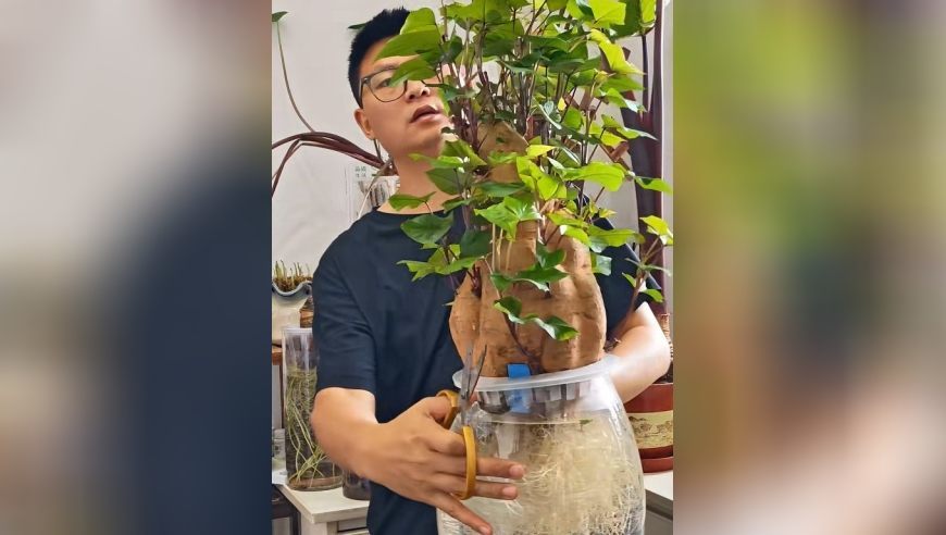 一个发芽的红薯在水里养了6年，居然成了家里的风景线，网友：还是头一次见