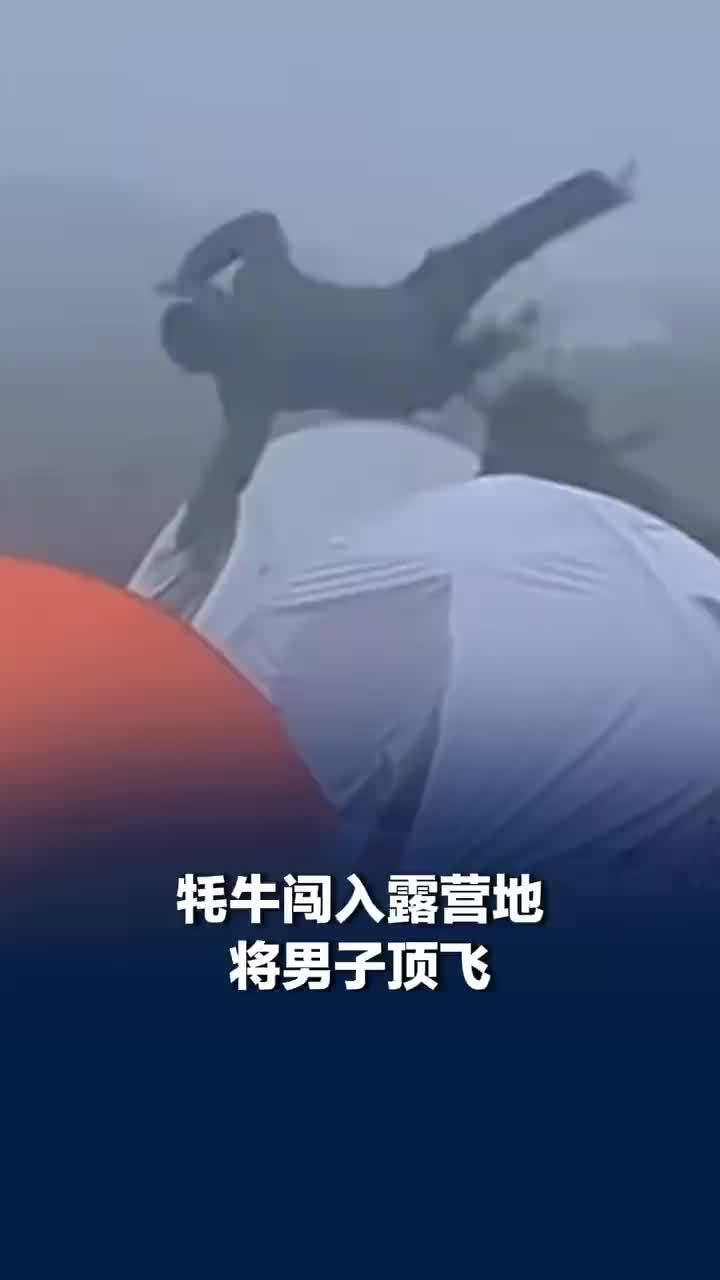 牦牛闯入露营地将男子顶飞