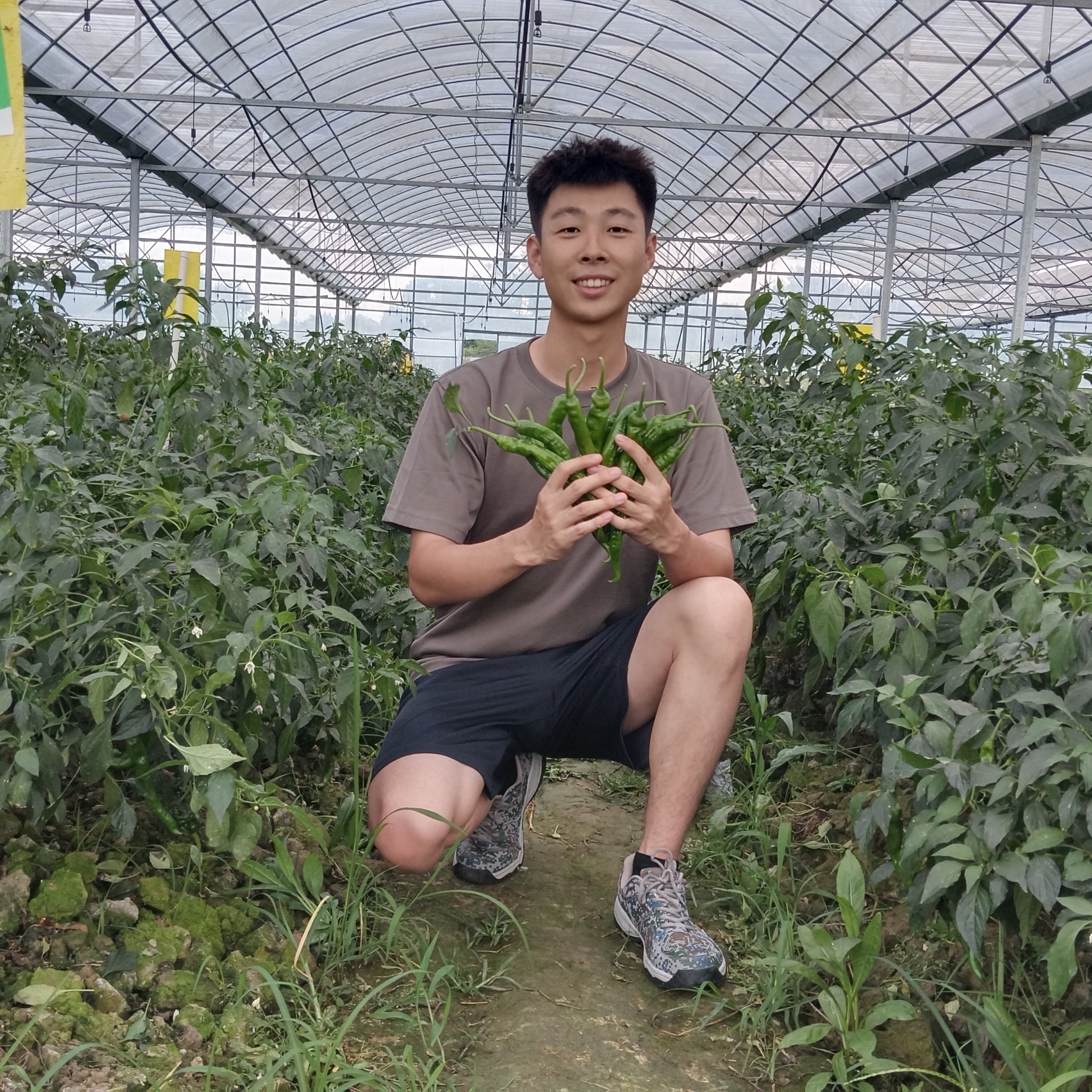 何轮在新塘尾村大棚辣椒基地，辣椒长势喜人。图源：湖南共青团