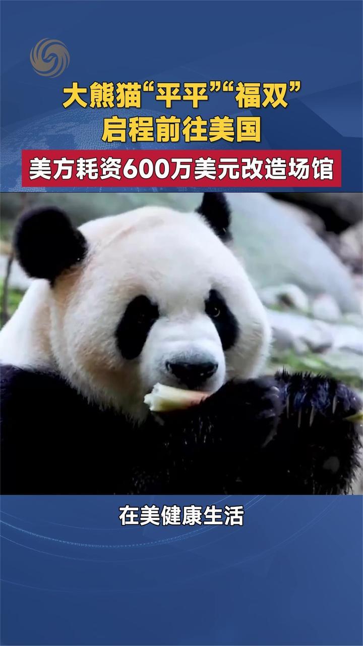 大熊猫“平平”“福双”启程前往美国 美方耗资600万美元改造场馆