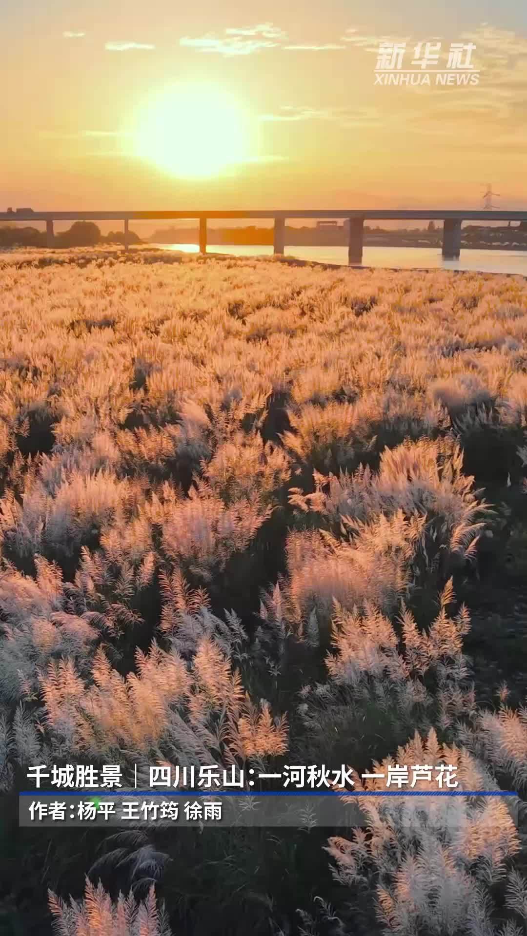千城胜景｜四川乐山：一河秋水 一岸芦花