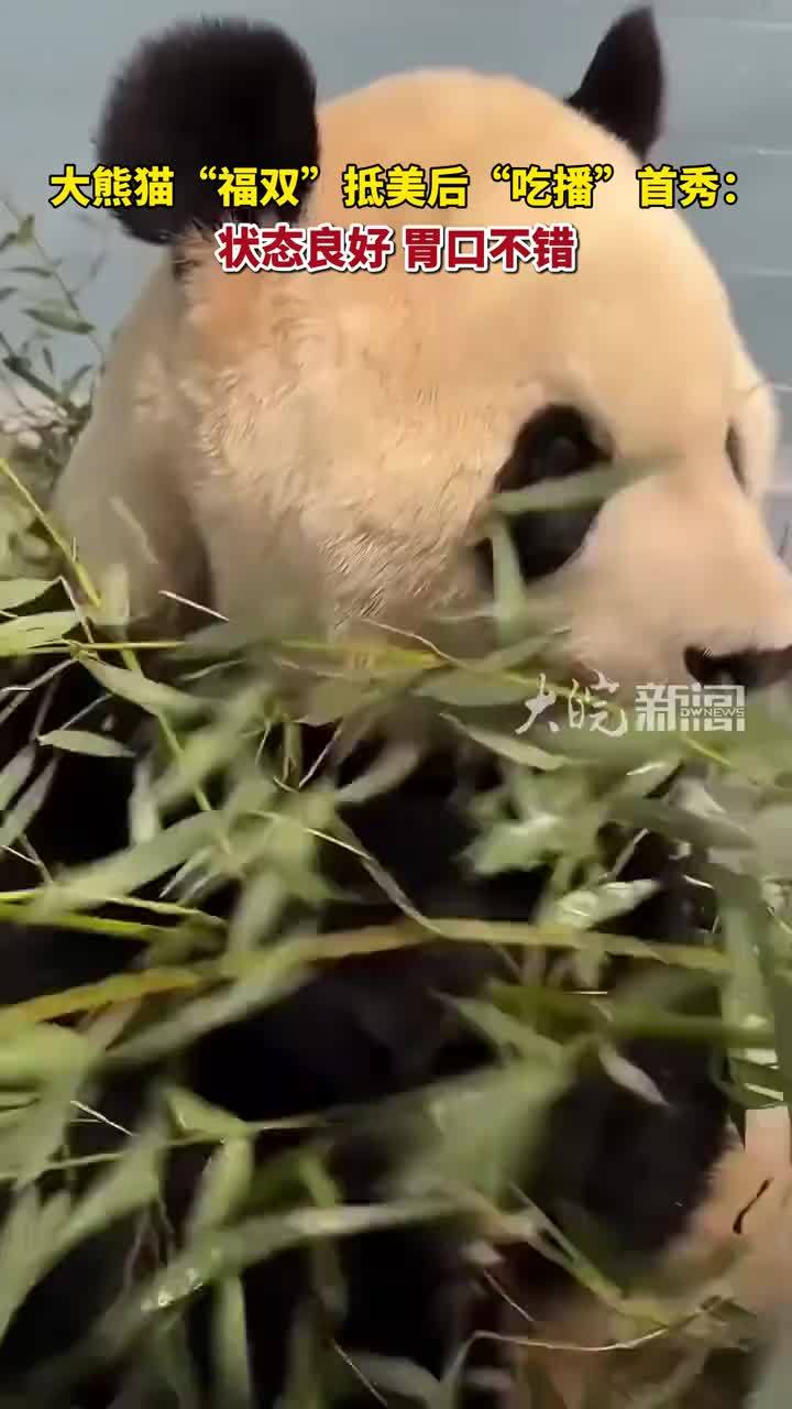 大熊猫“福双”抵美后的“吃播”首秀：状态良好 胃口不错 #福双 #大熊猫福双