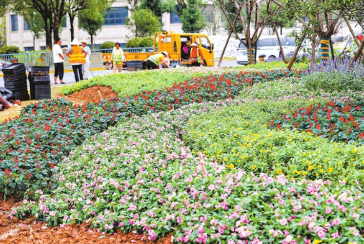 九江园林工人抢抓时机栽植鲜花 营造喜庆节日氛围