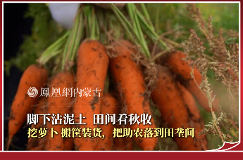 脚下沾泥土  田间看秋收｜挖萝卜、搬筐装货，把助农落到田垄间