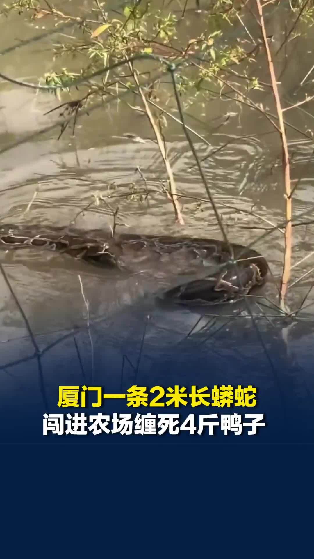 厦门一条2米长蟒蛇闯进农场缠死4斤鸭子，农场主：蟒蛇有近20斤，已被林业部门带走