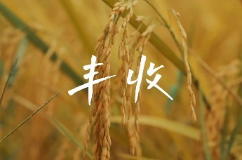 黄山市徽州区：东横稻田丰收景
