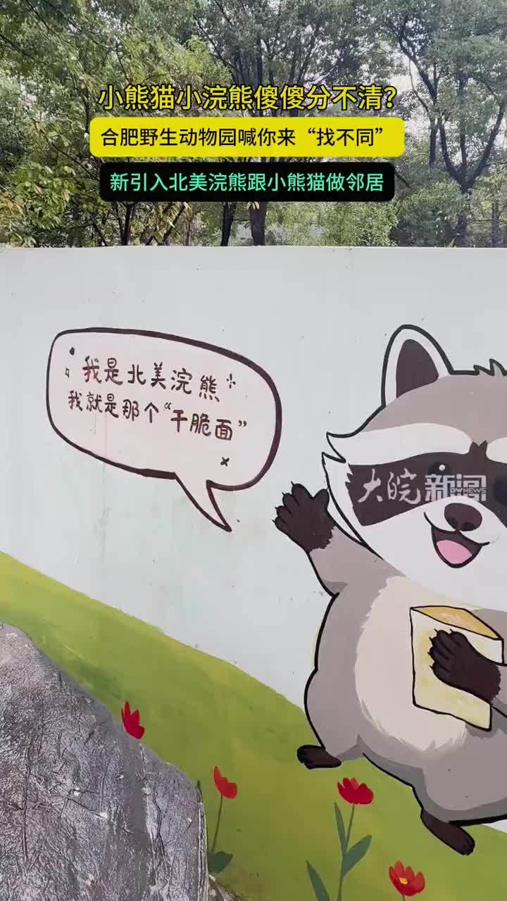 小熊猫有个“小苦恼”：经常被误认为是网红“干脆面君”小浣熊