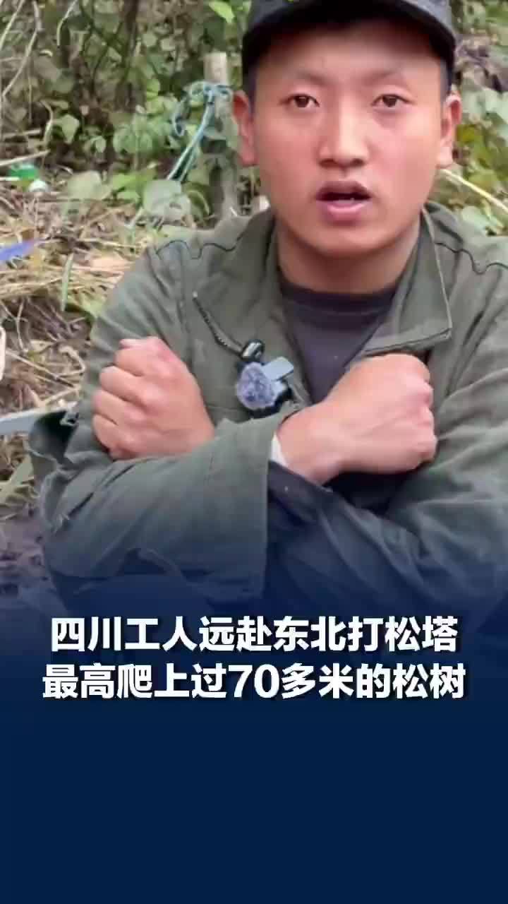 四川工人回应远赴东北打松塔