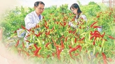 周坤华(左)和研究人员方钰在辣椒试验田查看生长情况。