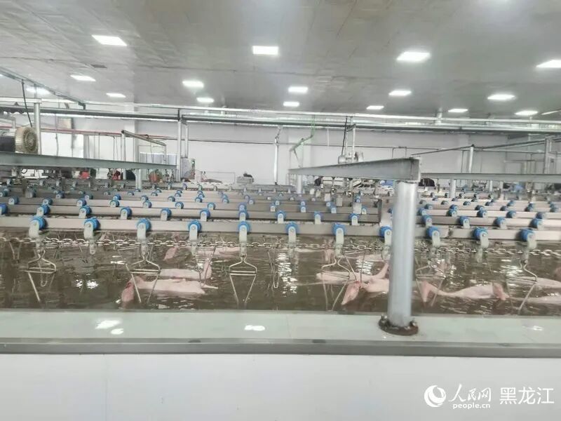 肇源县益客鹅香久食品有限公司屠宰车间。人民网记者 韩婷澎摄