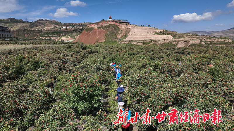万亩山楂林