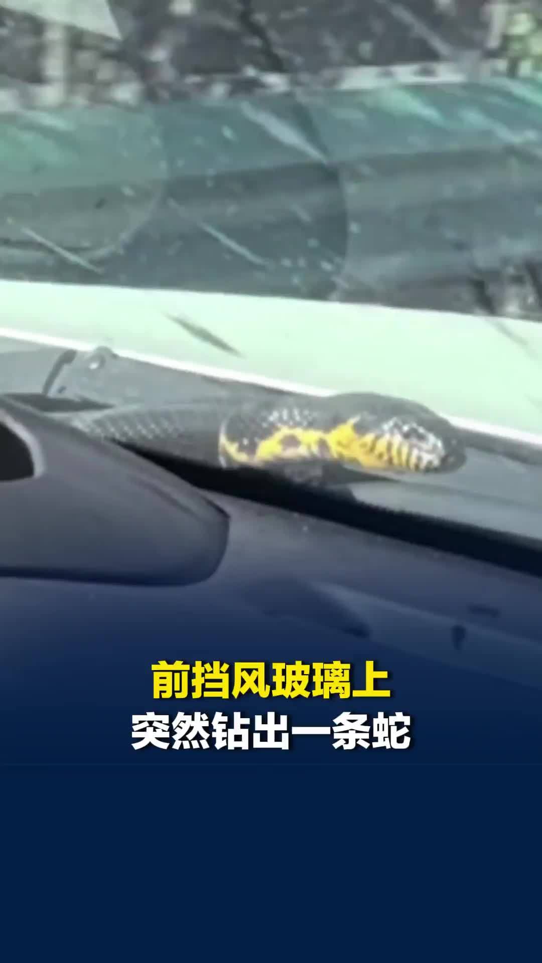 男子驾车在高速路行驶时，前挡风玻璃上突然钻出一条蛇，十分惊险