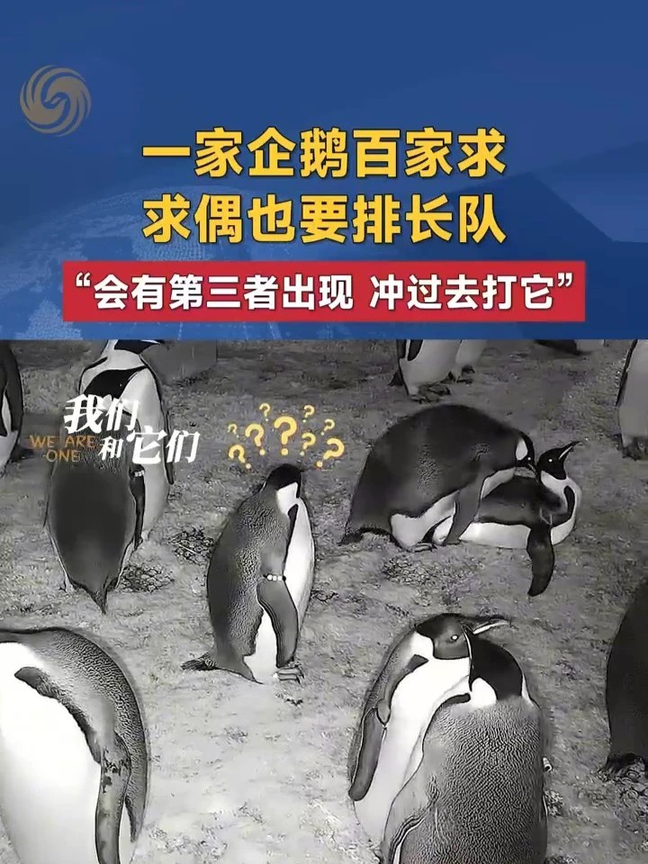 进入繁殖期的帝企鹅会出现争偶情况。两个甚至三个企鹅争夺一只异性。追求者会跟在被追求企鹅的后面，亦步亦趋。争偶失败的企鹅还会出现捣乱的过激行为。#横琴长隆海洋王国 #长隆帝企鹅 #帝企鹅争偶