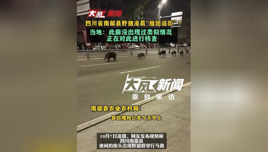 四川省一地野猪凌晨“组团逛街”？当地：此前没出现过类似情况