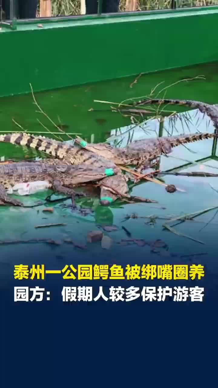园方称给鳄鱼绑嘴是为了保护游客