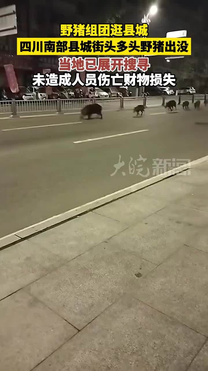 野猪组团逛县城 四川南部县城街头多头野猪出没 当地已展开搜寻 未造成人员伤亡财物损失