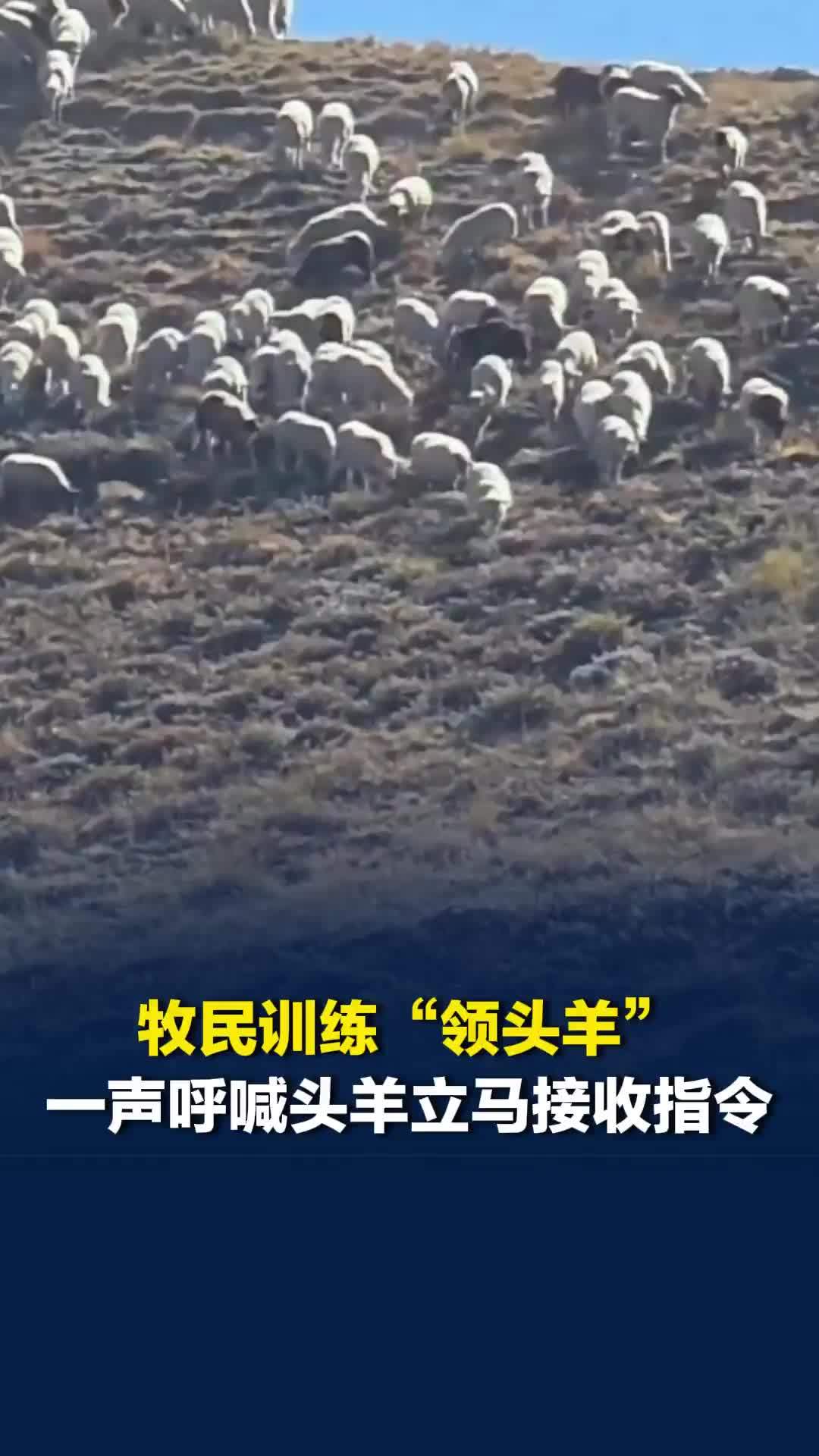 牧民训练“领头羊”，一声呼喊，头羊立马接收指令，带着整个羊群乖乖下山
