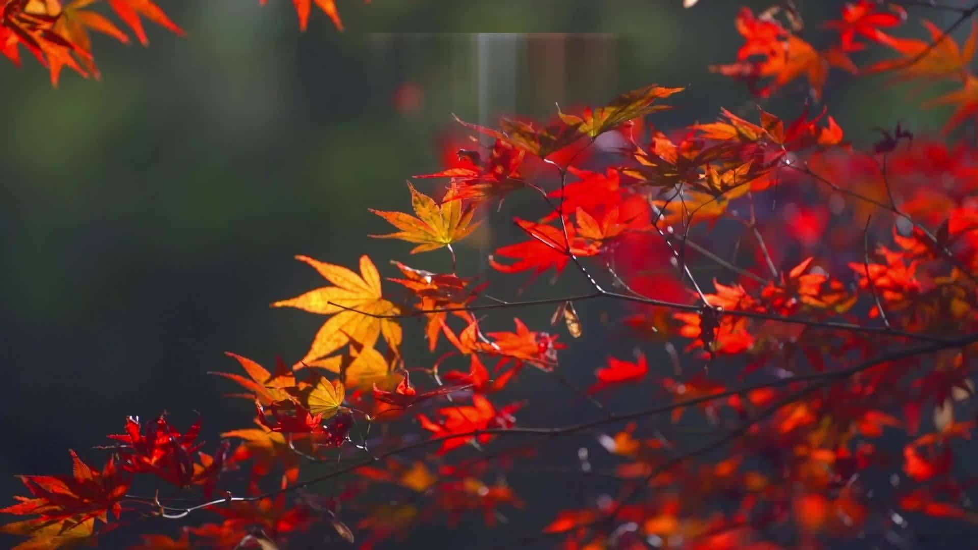 这个国庆跟我一起用color walk打卡湖南