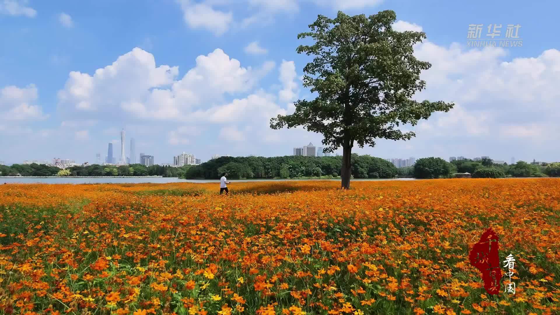 千城百县看中国｜广东海珠：硫华菊盛放扮靓海珠湖