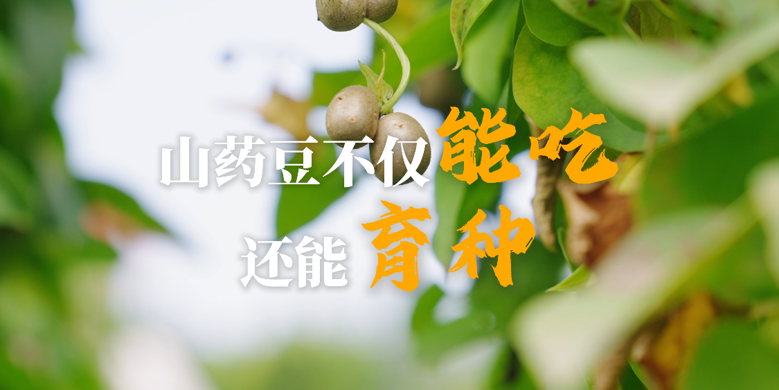 山药豆不仅能吃还能“育种”？